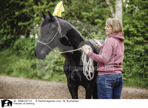 Friese bei der Bodenarbeit / Friesian at training / MAB-02113