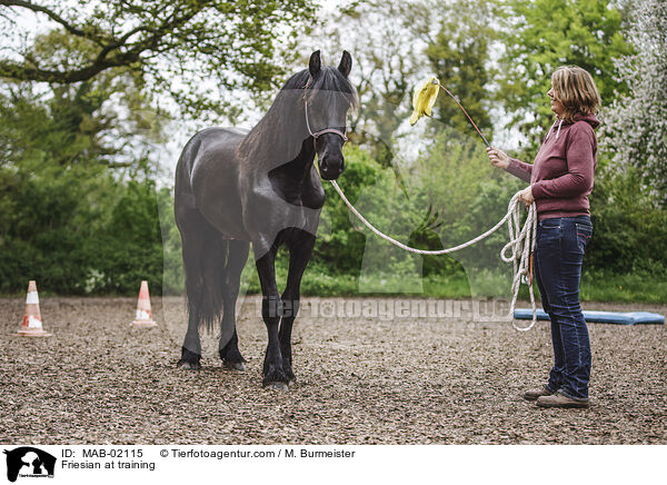 Friese bei der Bodenarbeit / Friesian at training / MAB-02115