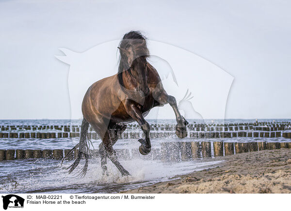 Frisian Horse at the beach / MAB-02221