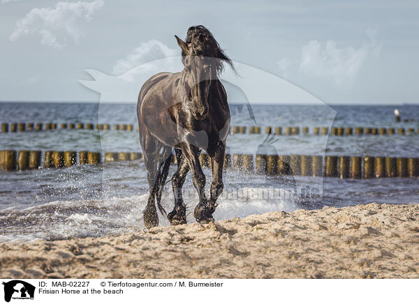 Friese am Strand / Frisian Horse at the beach / MAB-02227