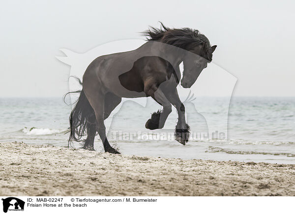 Friese am Strand / Frisian Horse at the beach / MAB-02247