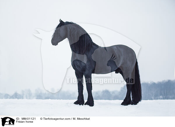 Frisian horse / MM-01121