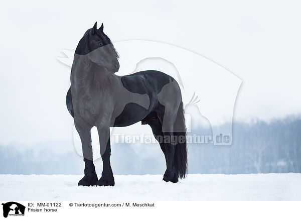 Frisian horse / MM-01122