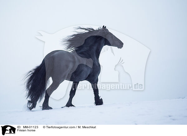 Frisian horse / MM-01123