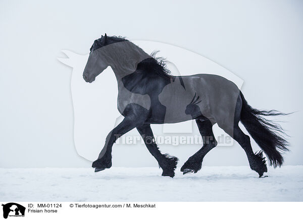 Frisian horse / MM-01124