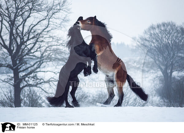 Friese / Frisian horse / MM-01125