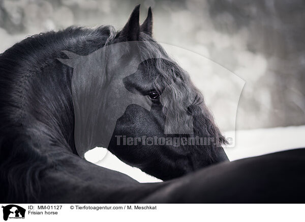 Frisian horse / MM-01127