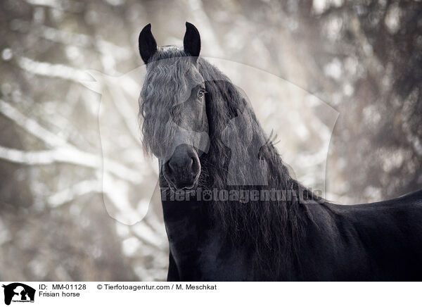 Frisian horse / MM-01128