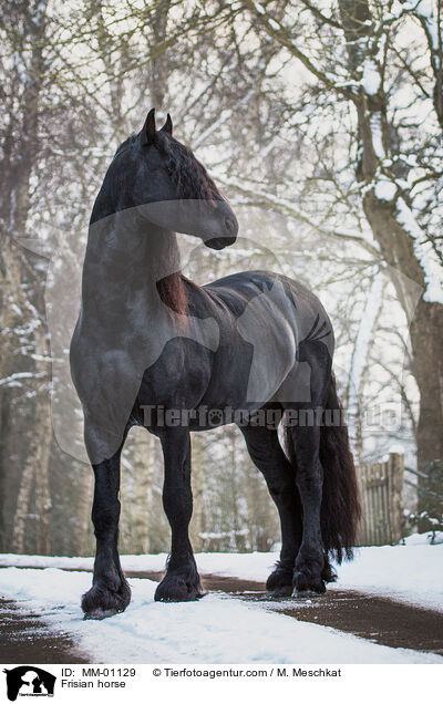 Frisian horse / MM-01129