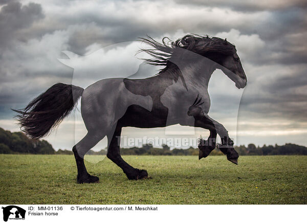 Friese / Frisian horse / MM-01136