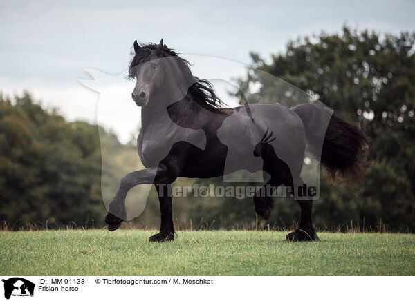 Friese / Frisian horse / MM-01138