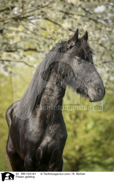 Friesen Wallach / Frisian gelding / RR-104181