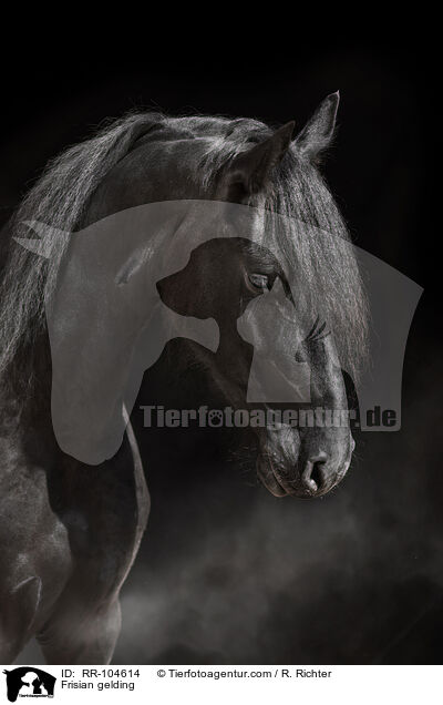 Friesen Wallach / Frisian gelding / RR-104614