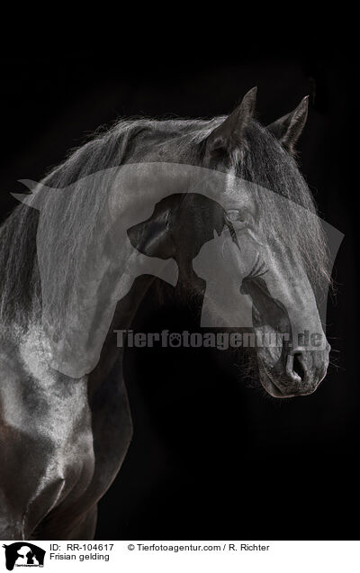 Frisian gelding / RR-104617