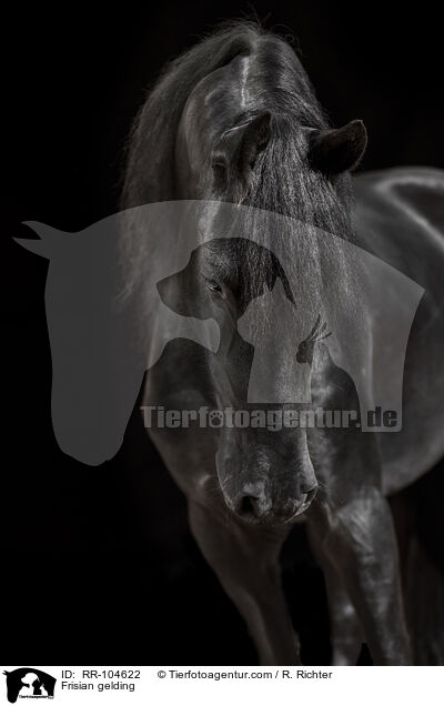 Friesen Wallach / Frisian gelding / RR-104622