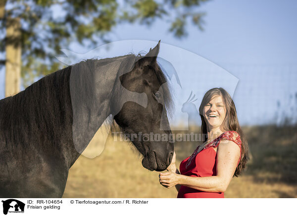 Frisian gelding / RR-104654