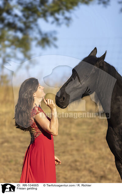 Frisian gelding / RR-104665