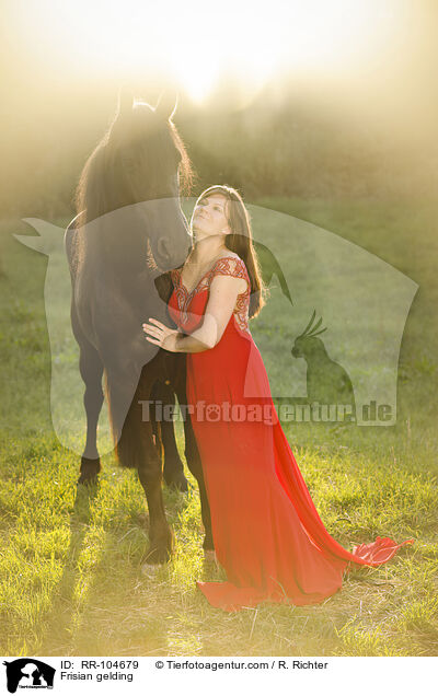 Frisian gelding / RR-104679