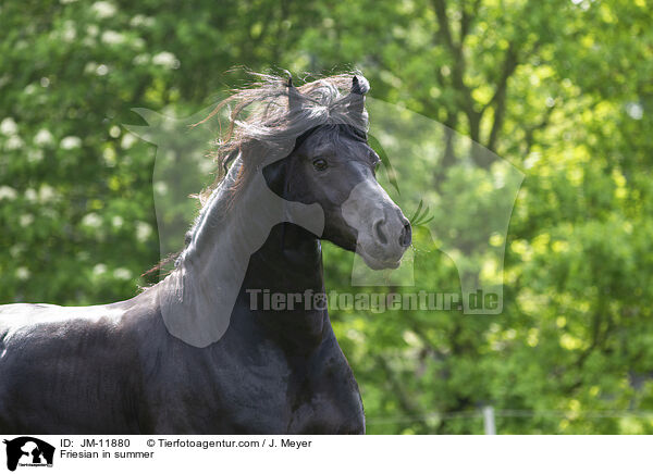 Friese im Sommer / Friesian in summer / JM-11880