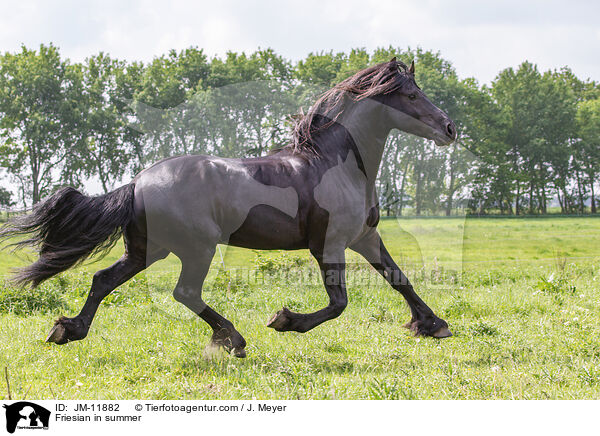 Friese im Sommer / Friesian in summer / JM-11882