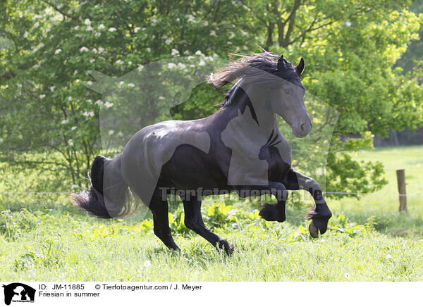Friese im Sommer / Friesian in summer / JM-11885