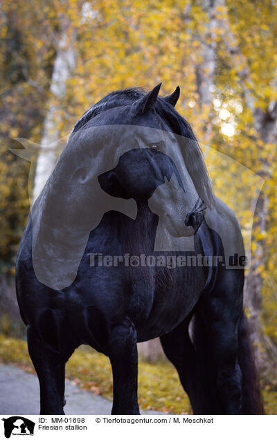 Friese Hengst / Friesian stallion / MM-01698