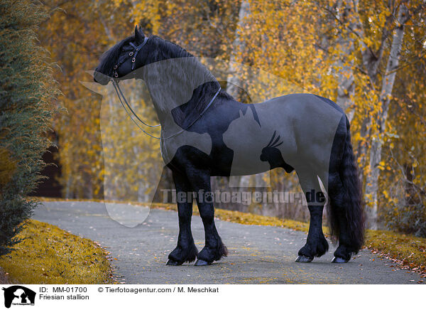 Friesian stallion / MM-01700