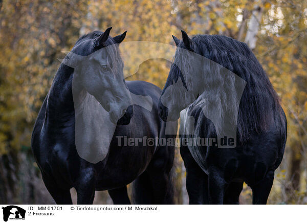 2 Friesen / 2 Friesians / MM-01701