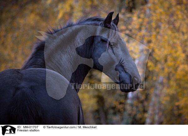 Friesian stallion / MM-01707