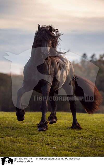 Friese Hengst / Friesian stallion / MM-01715