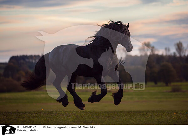 Friesian stallion / MM-01716