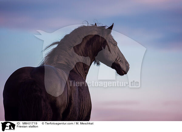 Friese Hengst / Friesian stallion / MM-01719