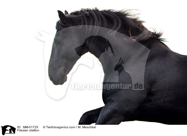 Friese Hengst / Friesian stallion / MM-01725