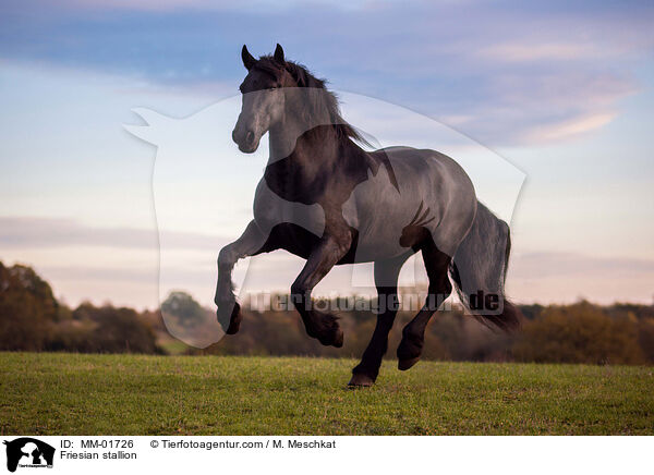 Friese Hengst / Friesian stallion / MM-01726