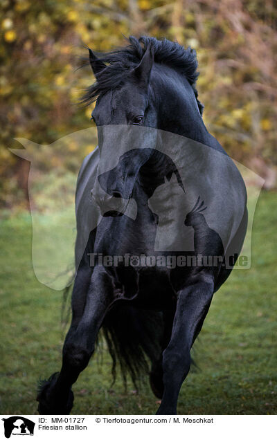Friesian stallion / MM-01727