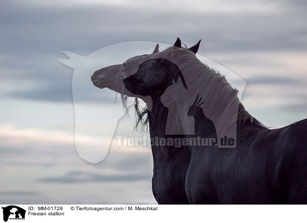 Friese Hengst / Friesian stallion / MM-01728