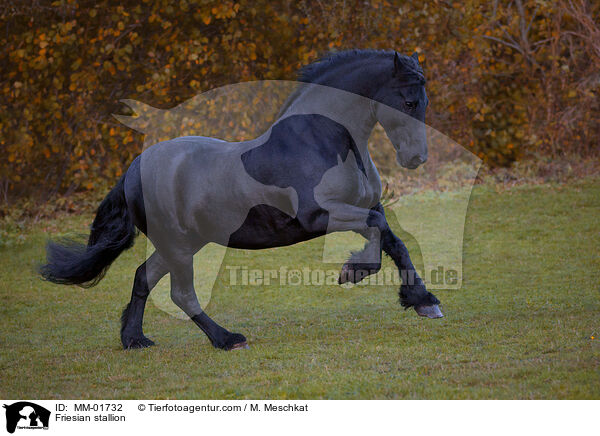 Friese Hengst / Friesian stallion / MM-01732