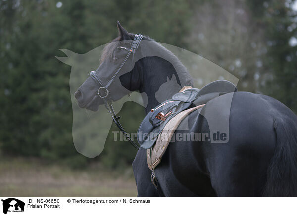 Friese Portrait / Frisian Portrait / NS-06650