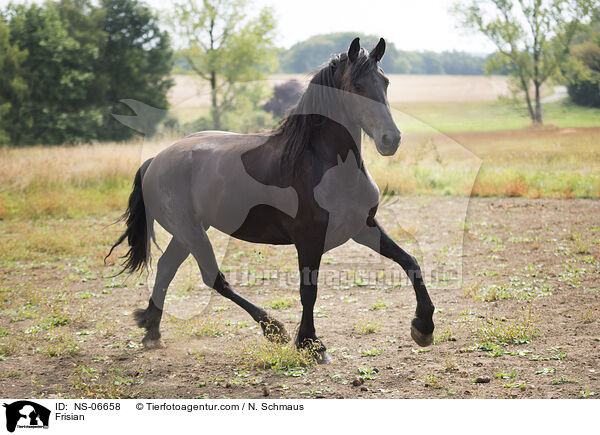 Friese / Frisian / NS-06658