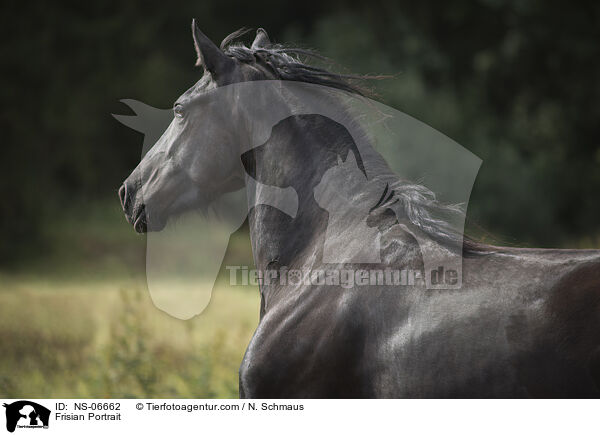 Frisian Portrait / NS-06662