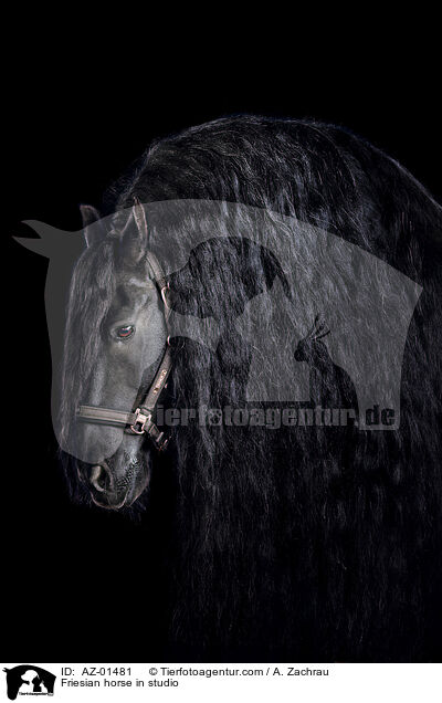 Friese im Studio / Friesian horse in studio / AZ-01481