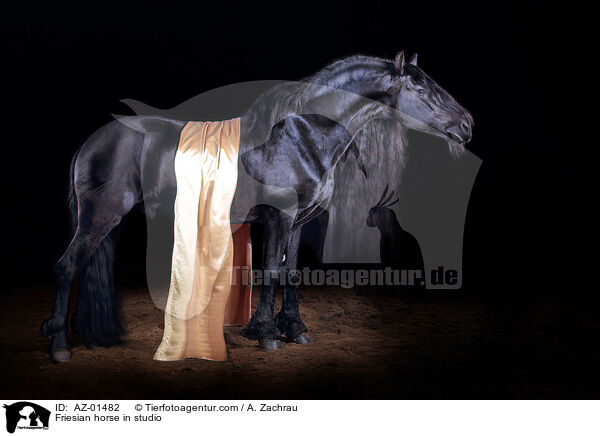 Friesian horse in studio / AZ-01482