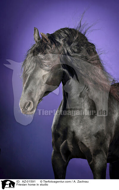 Friese im Studio / Friesian horse in studio / AZ-01591