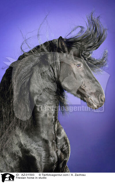 Friesian horse in studio / AZ-01593