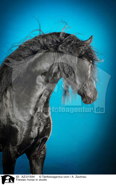 Friesian horse in studio / AZ-01594