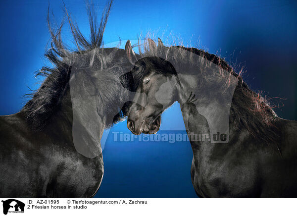 2 Friesian horses in studio / AZ-01595