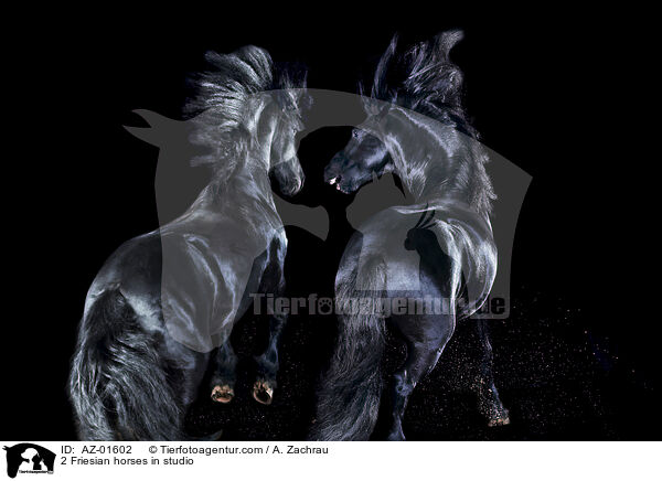 2 Friesian horses in studio / AZ-01602