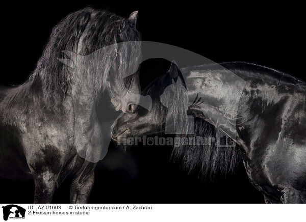 2 Friesian horses in studio / AZ-01603