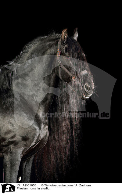Friesian horse in studio / AZ-01656