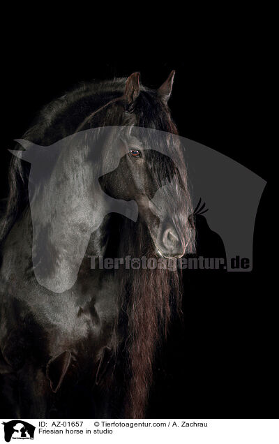 Friesian horse in studio / AZ-01657